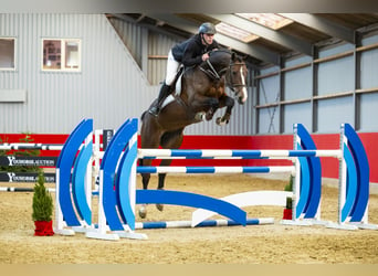 Caballo de Holstein, Yegua, 5 años, 170 cm, Castaño oscuro