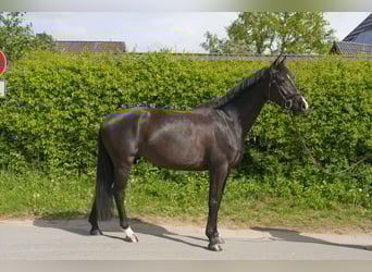 Caballo de Holstein, Yegua, 5 años, 170 cm, Negro
