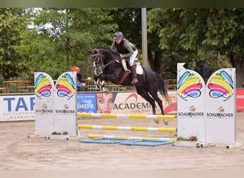 Caballo de Holstein, Yegua, 5 años, 170 cm, Tordillo negro