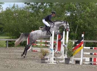 Caballo de Holstein, Yegua, 5 años, 170 cm, Tordo