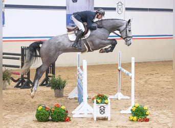 Caballo de Holstein, Yegua, 5 años, 170 cm, Tordo