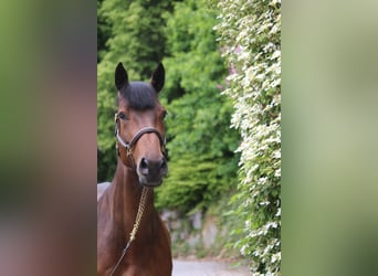 Caballo de Holstein, Yegua, 5 años, 171 cm, Castaño