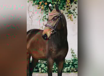 Caballo de Holstein, Yegua, 5 años, 171 cm, Morcillo