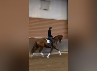 Caballo de Holstein, Yegua, 5 años, 172 cm, Alazán