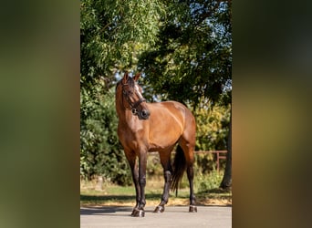 Caballo de Holstein, Yegua, 5 años, 172 cm, Castaño