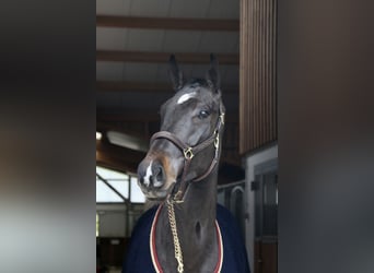 Caballo de Holstein, Yegua, 5 años, 172 cm, Morcillo