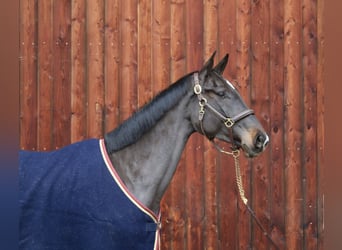 Caballo de Holstein, Yegua, 5 años, 172 cm, Morcillo