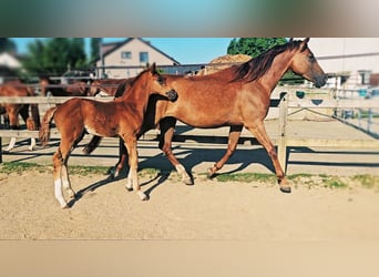 Caballo de Holstein, Yegua, 5 años, 173 cm, Alazán-tostado