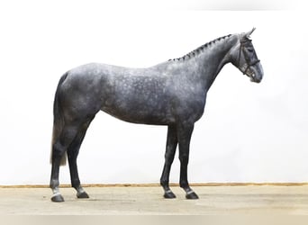 Caballo de Holstein, Yegua, 5 años, 173 cm, Tordo