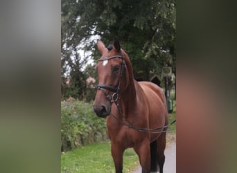 Caballo de Holstein, Yegua, 5 años, 175 cm, Castaño