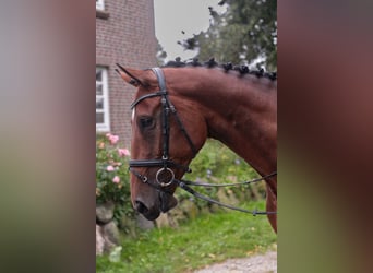 Caballo de Holstein, Yegua, 5 años, 175 cm, Castaño