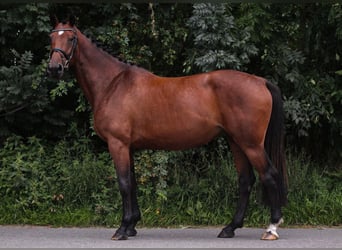 Caballo de Holstein, Yegua, 5 años, 175 cm, Castaño