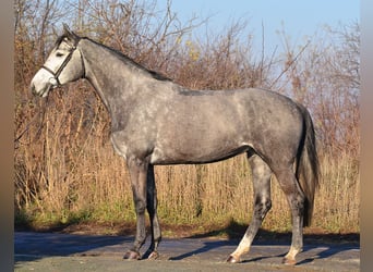 Caballo de Holstein, Yegua, 5 años, 178 cm, Tordo rodado