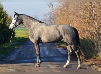 Caballo de Holstein, Yegua, 5 años, 178 cm, Tordo rodado