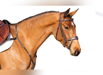 Caballo de Holstein, Yegua, 5 años, Castaño