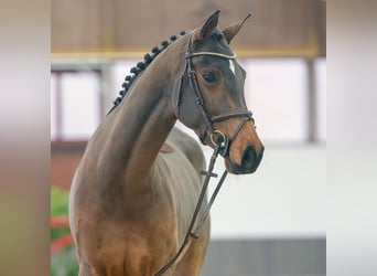 Caballo de Holstein, Yegua, 5 años, Castaño