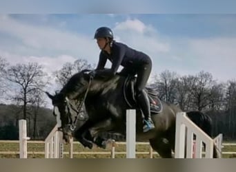 Caballo de Holstein, Yegua, 5 años, Negro