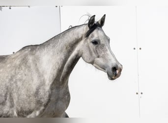 Caballo de Holstein, Yegua, 6 años, 160 cm, Tordo