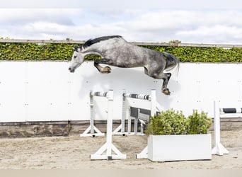 Caballo de Holstein, Yegua, 6 años, 160 cm, Tordo