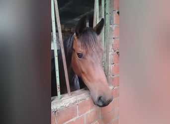 Caballo de Holstein, Yegua, 6 años, 162 cm, Castaño oscuro