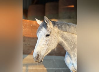 Caballo de Holstein, Yegua, 6 años, 162 cm, Tordo