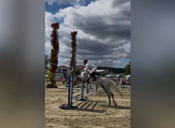 Caballo de Holstein, Yegua, 6 años, 162 cm, Tordo