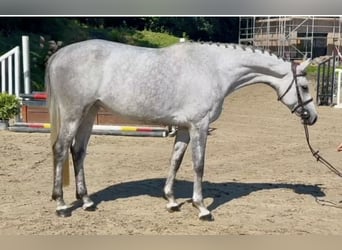 Caballo de Holstein, Yegua, 6 años, 162 cm, Tordo