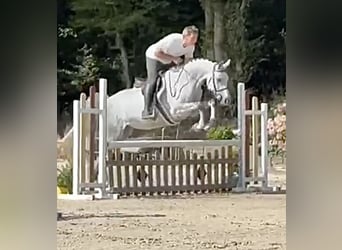 Caballo de Holstein, Yegua, 6 años, 162 cm, Tordo