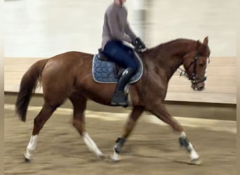 Caballo de Holstein, Yegua, 6 años, 163 cm, Alazán