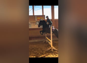 Caballo de Holstein Mestizo, Yegua, 6 años, 163 cm, Castaño