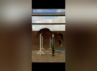 Caballo de Holstein, Yegua, 6 años, 163 cm, Castaño