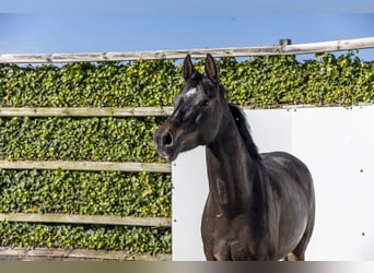 Caballo de Holstein, Yegua, 6 años, 163 cm, Castaño oscuro