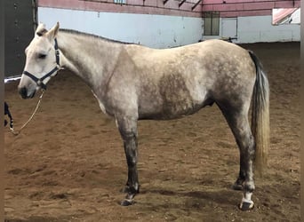 Caballo de Holstein, Yegua, 6 años, 163 cm, Castaño rojizo