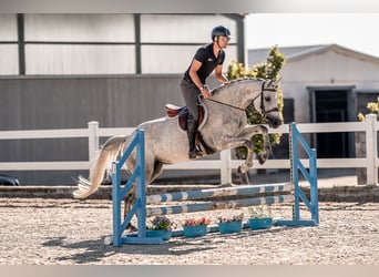 Caballo de Holstein, Yegua, 6 años, 163 cm, Tordo