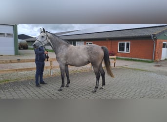 Caballo de Holstein, Yegua, 6 años, 163 cm, Tordo rodado