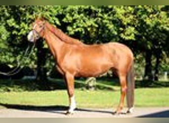 Caballo de Holstein, Yegua, 6 años, 164 cm, Alazán