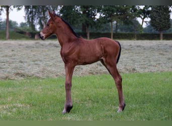 Caballo de Holstein, Yegua, 6 años, 164 cm, Castaño