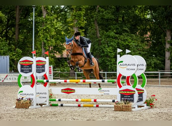 Caballo de Holstein, Yegua, 6 años, 164 cm, Castaño