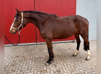 Caballo de Holstein, Yegua, 6 años, 164 cm, Castaño