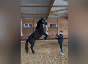 Caballo de Holstein Mestizo, Yegua, 6 años, 164 cm, Castaño