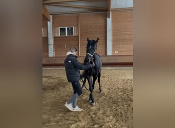 Caballo de Holstein Mestizo, Yegua, 6 años, 164 cm, Castaño