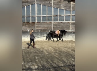 Caballo de Holstein Mestizo, Yegua, 6 años, 164 cm, Castaño