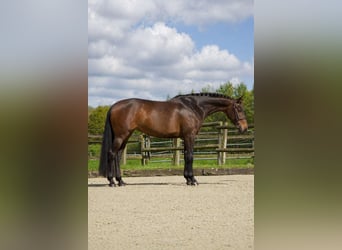 Caballo de Holstein, Yegua, 6 años, 164 cm, Castaño