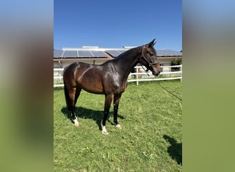 Caballo de Holstein, Yegua, 6 años, 164 cm, Castaño oscuro