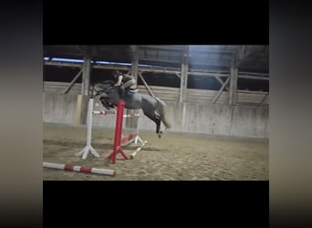 Caballo de Holstein, Yegua, 6 años, 165 cm, Bayo