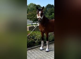 Caballo de Holstein, Yegua, 6 años, 165 cm, Castaño