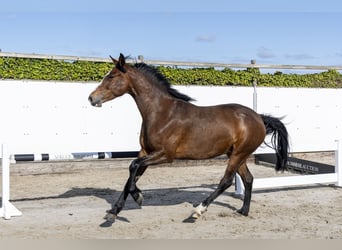 Caballo de Holstein, Yegua, 6 años, 165 cm, Castaño