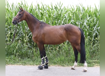 Caballo de Holstein, Yegua, 6 años, 165 cm, Castaño