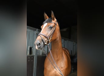 Caballo de Holstein, Yegua, 6 años, 165 cm, Castaño