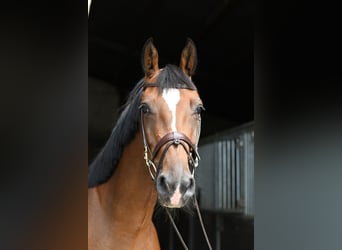 Caballo de Holstein, Yegua, 6 años, 165 cm, Castaño